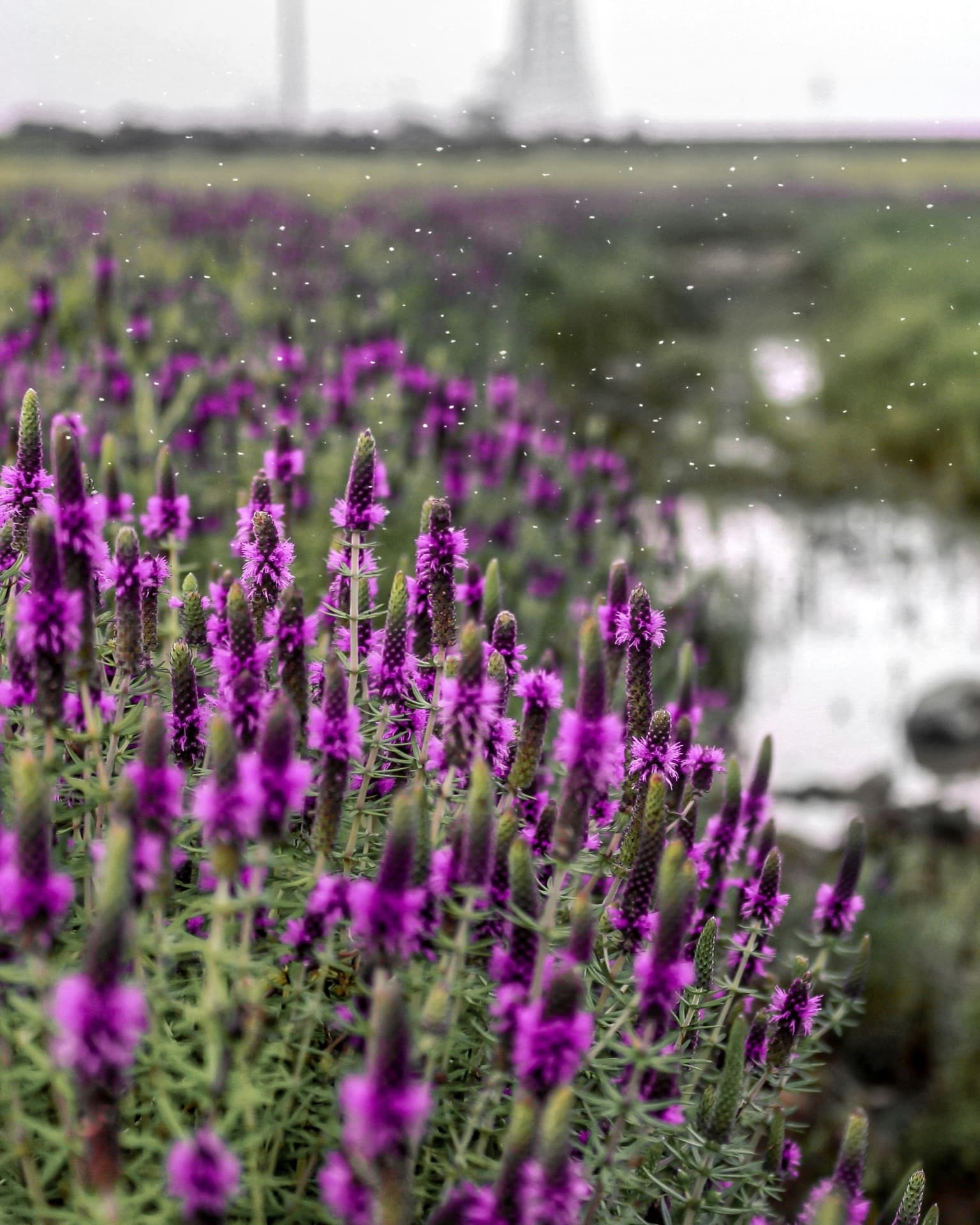 Kaas Plateau Wildflowers
